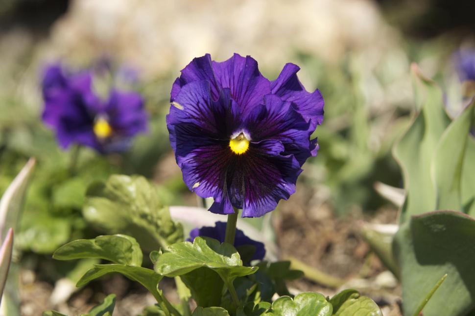 Free Image of Purple pansy 