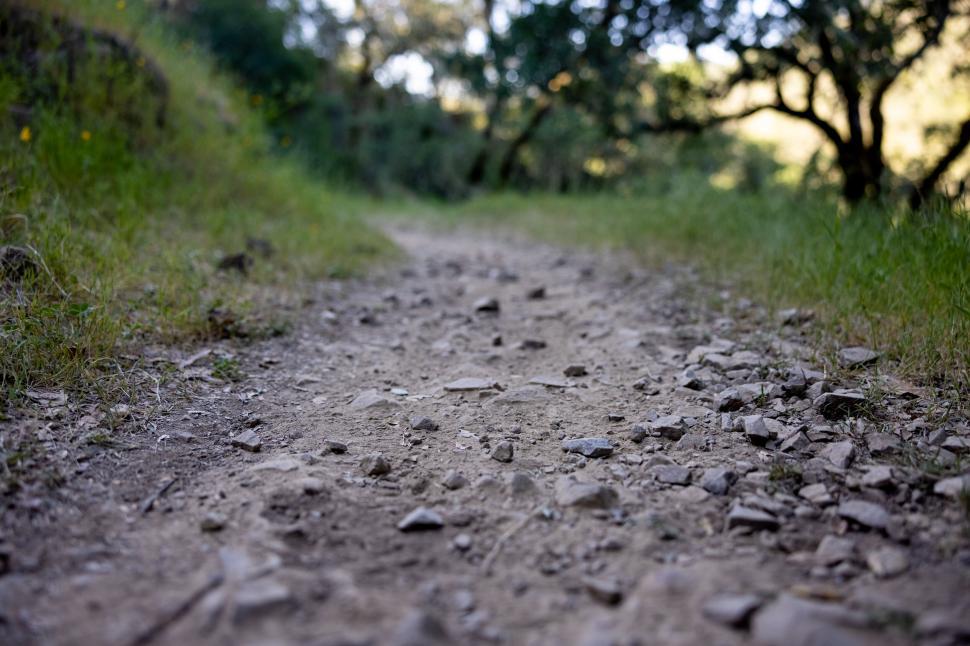 Free Image of Rustic path through a lush green forest 