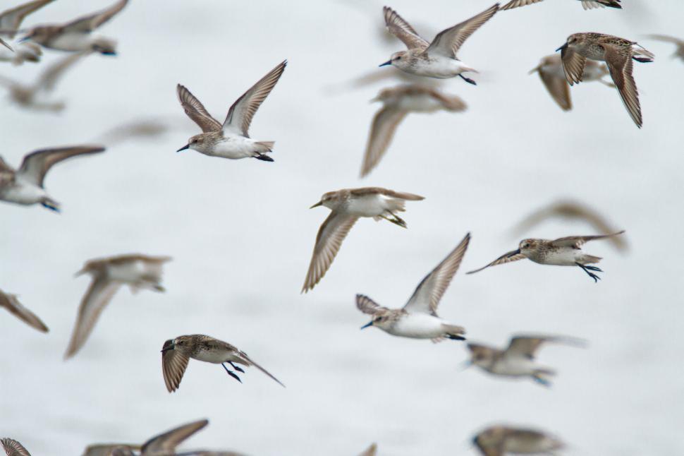 Free Image of Flock of sandpipers flying in a dense group 