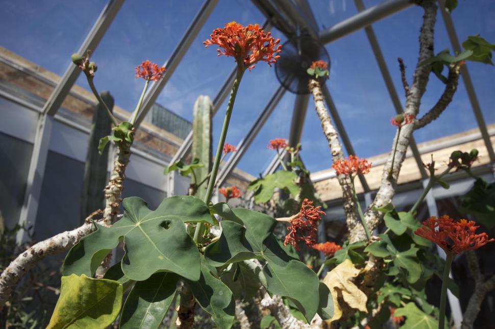 Free Image of Orange flowers 