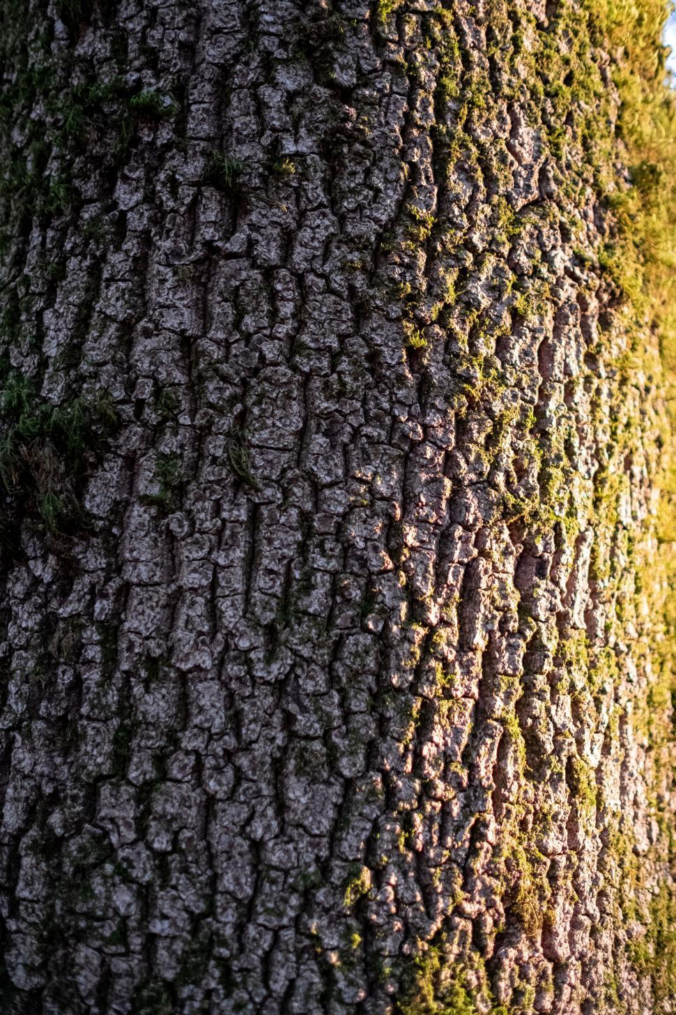 Free Image of Detailed bark texture of a tree at sunset 