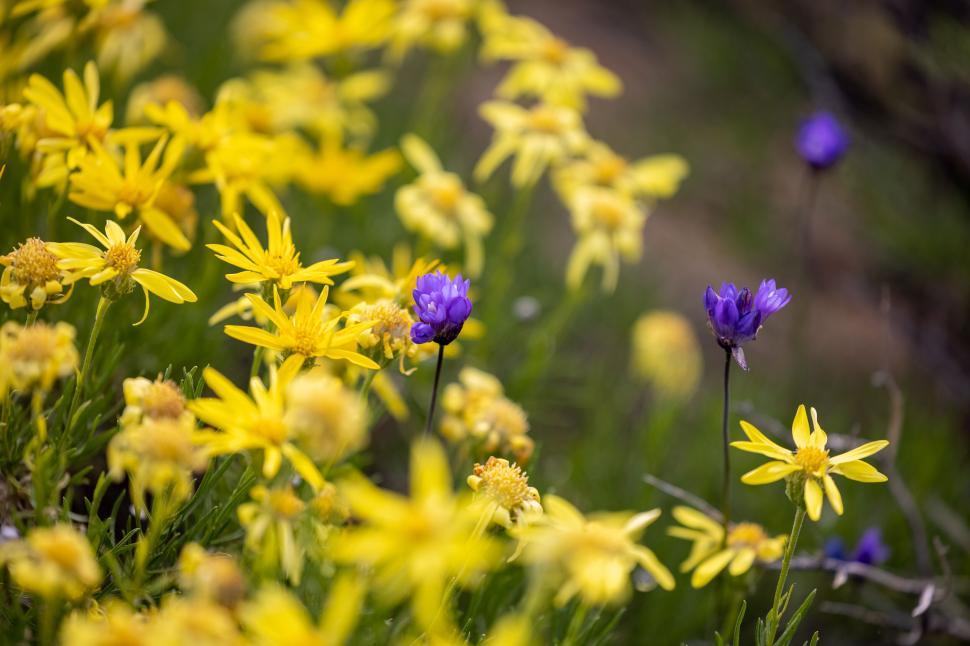 Free Image of Yellow and purple wildflowers in field 