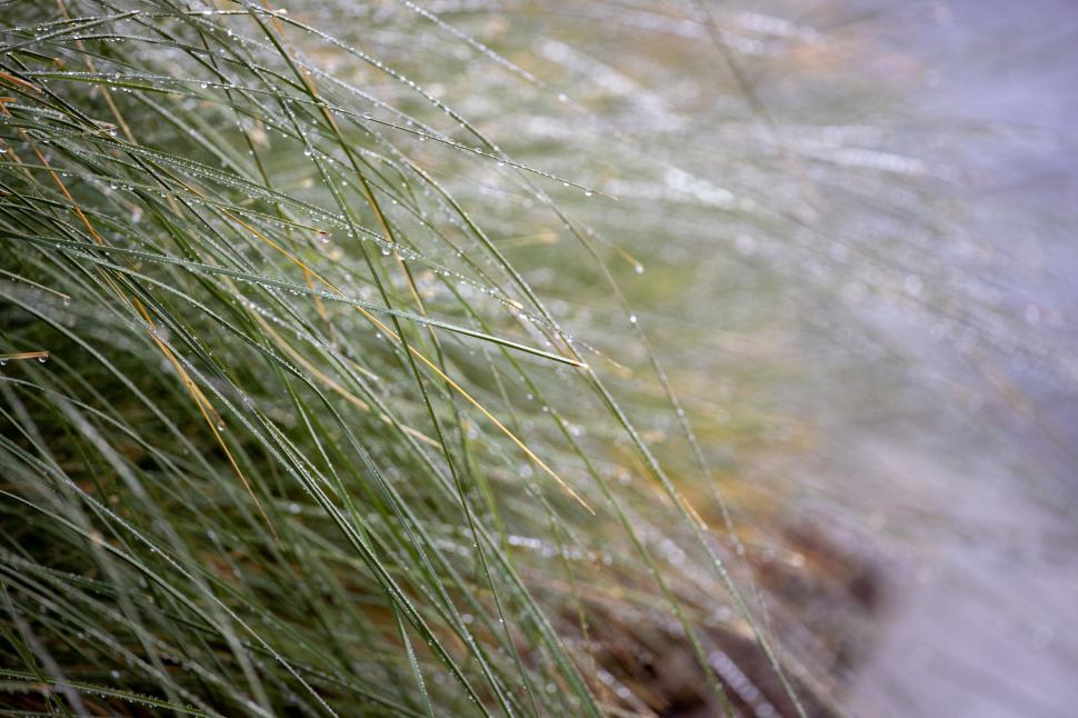 Free Image of Dew drops on green grass blades closeup 