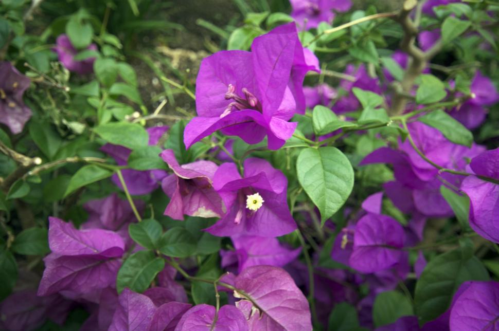 Free Image of Bougainvillea 