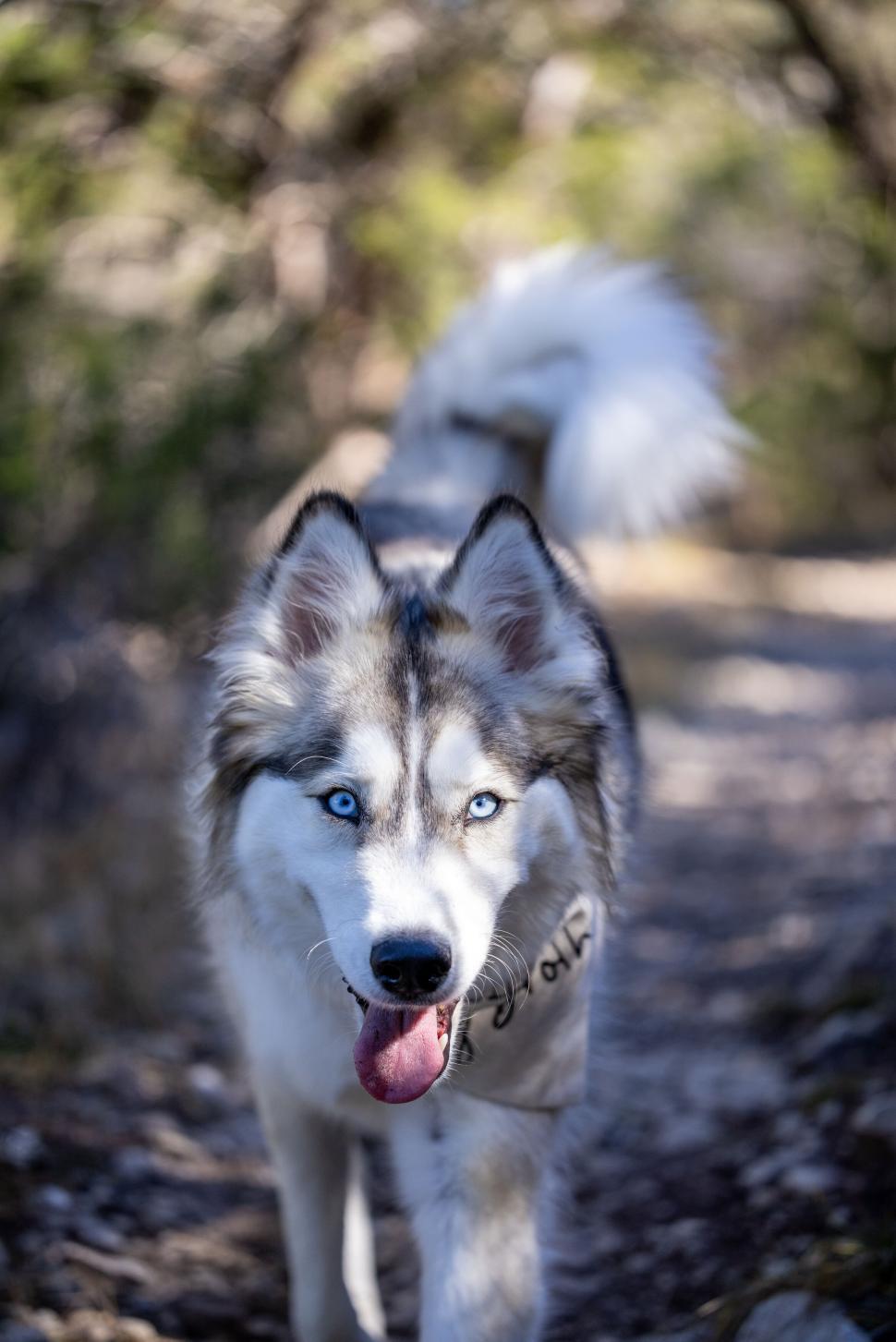 Free Image of Alert Siberian Husky walking on a trail 