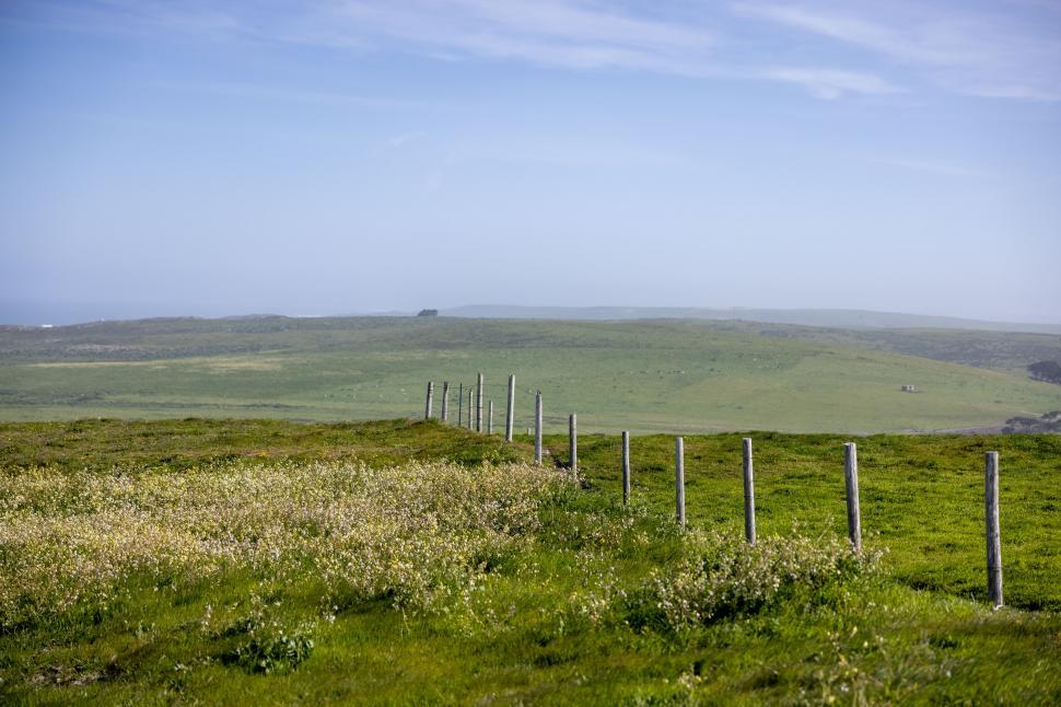 Free Image of Serene flower field with distant fence line 
