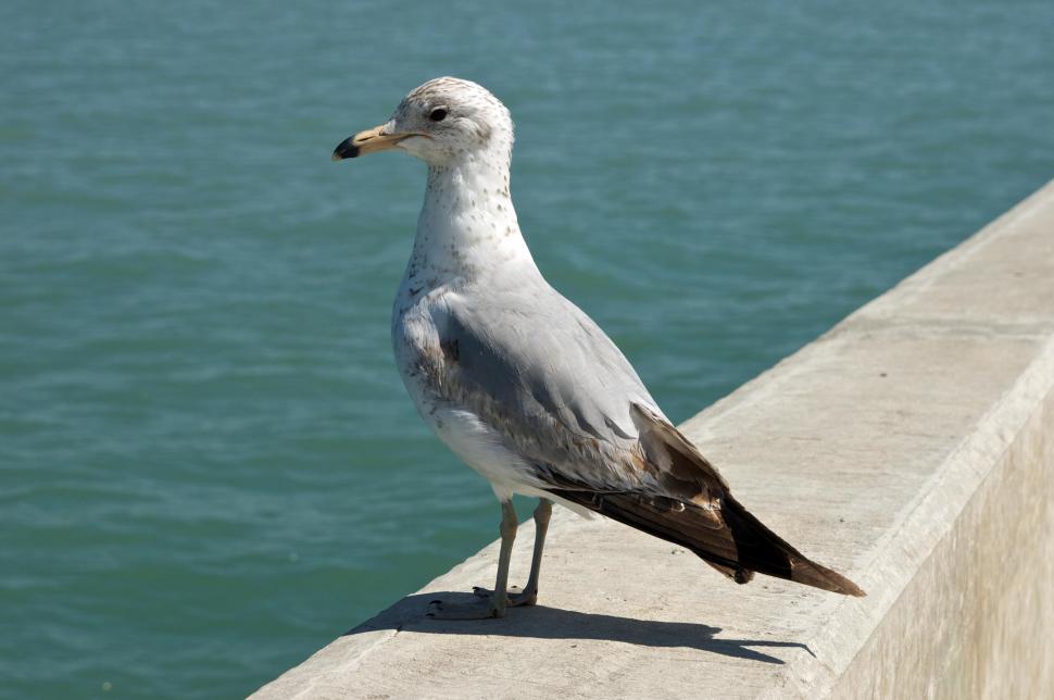 Free Image of Seagull 