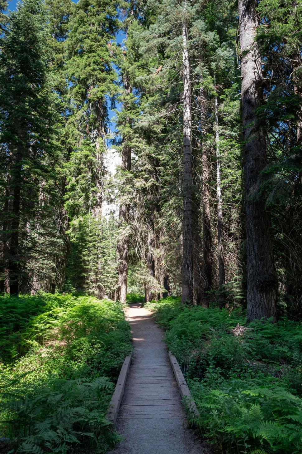 Free Image of Wooden pathway through a lush forest 