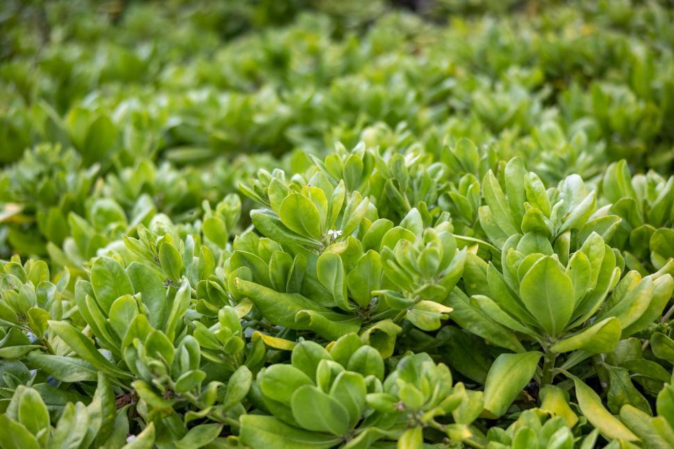 Free Image of Verdant succulent plants filling the frame 