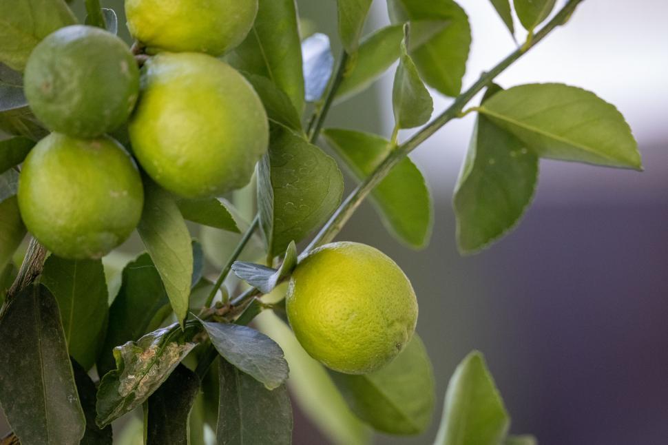 Free Image of Close-up of fresh lemons on a tree branch 
