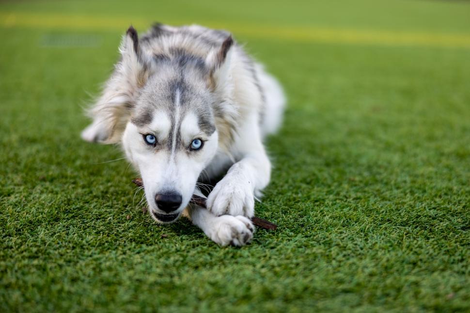 Free Image of Siberian Husky lying on lush green grass 