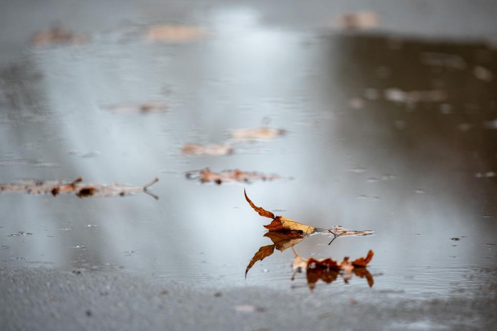 Free Image of Leaf reflected in water puddle 