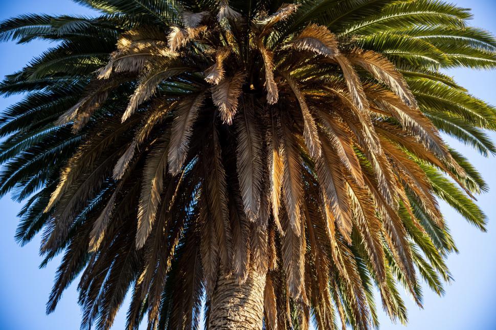Free Image of Up-close view of a palm tree s fronds 