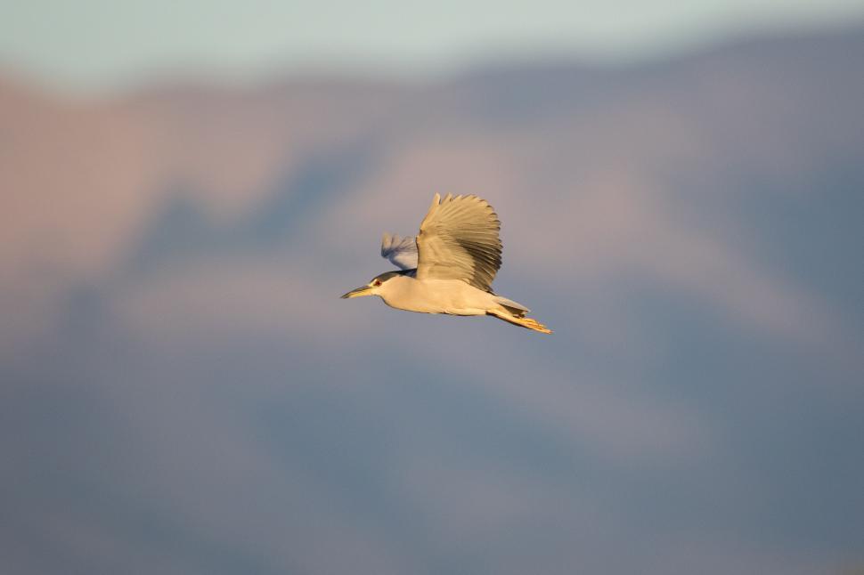 Free Image of Flying heron against mountain backdrop 
