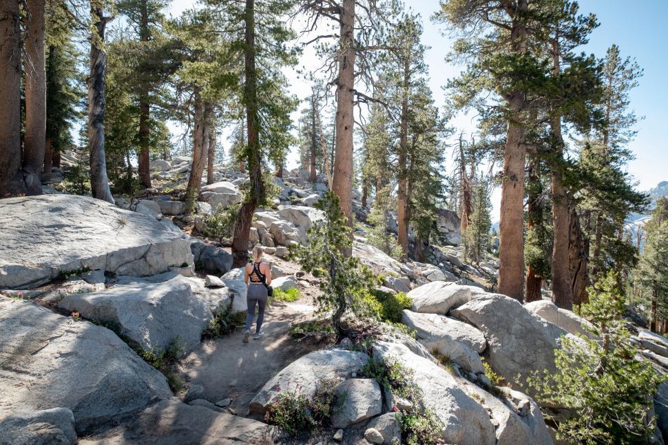 Free Image of Hiker on a forest trail in the mountains 