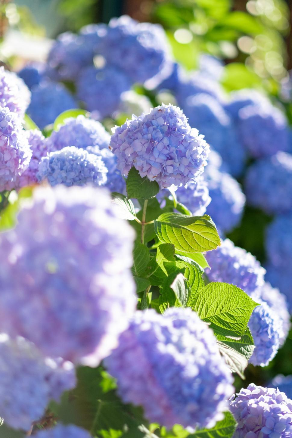 Free Image of Hydrangea flowers in full bloom 