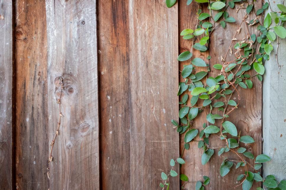Free Image of Wooden Fence With Plant Growing 