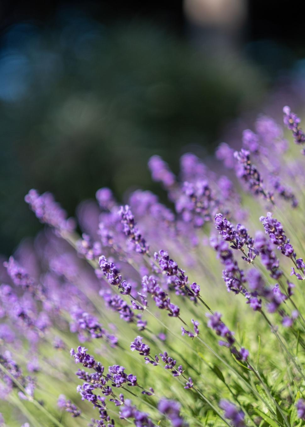 Free Image of Delicate purple lavender flowers in bloom 