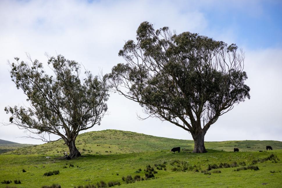 Free Image of Landscape with trees and cattle in lush green field 