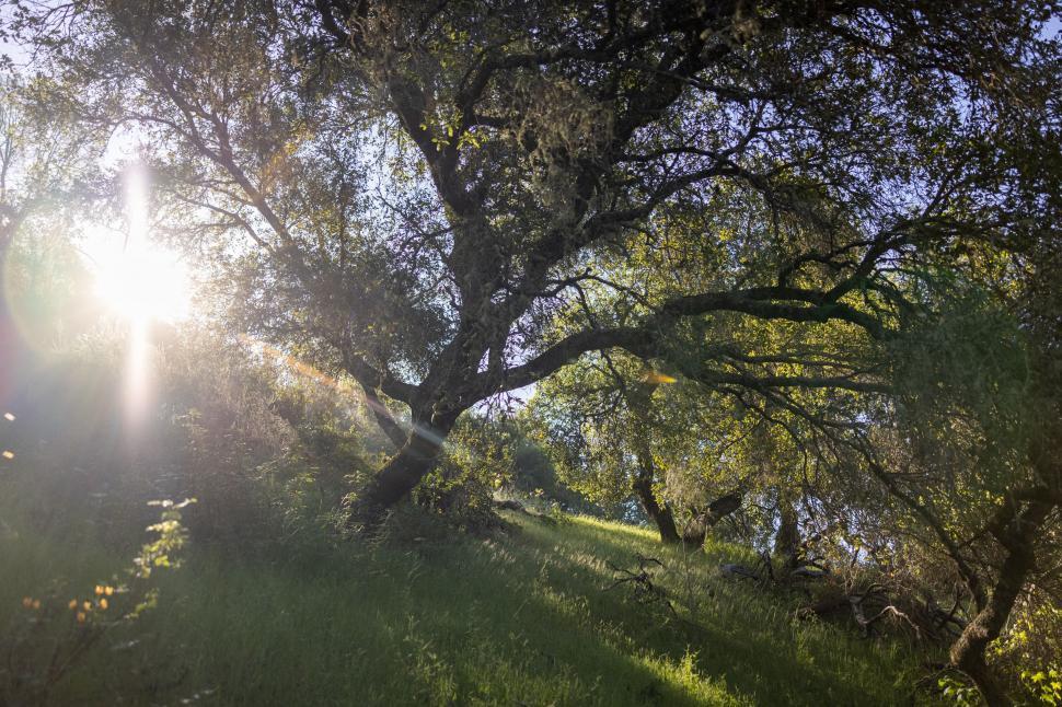 Free Image of Sunlight piercing through green forest trees 