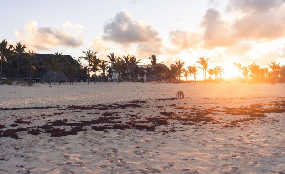 Free Image of Beach with seaweed at sunset with dog 
