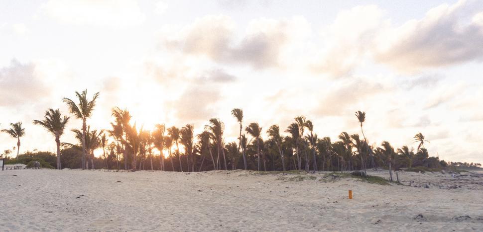 Free Image of Tropical beach scene with palms at sunrise 