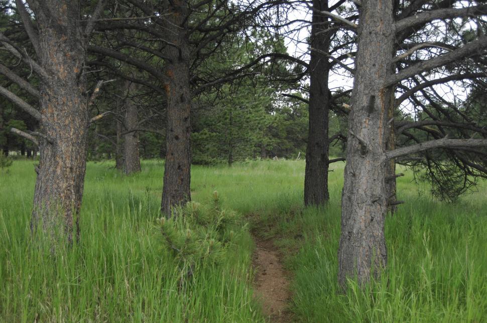 Free Image of Wooded path 