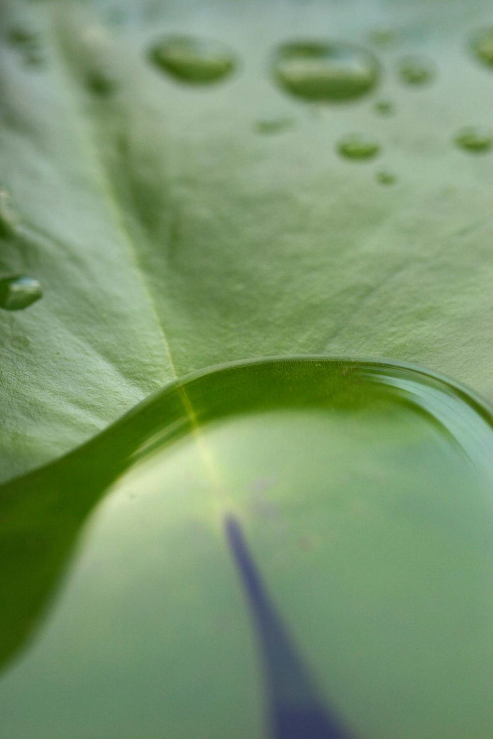Free Image of Lily pad 