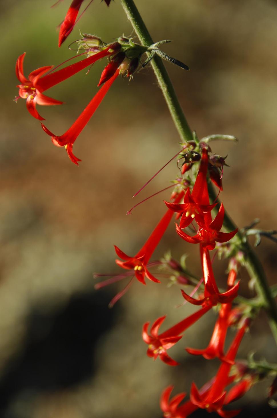 Free Image of Scarlet gilia 