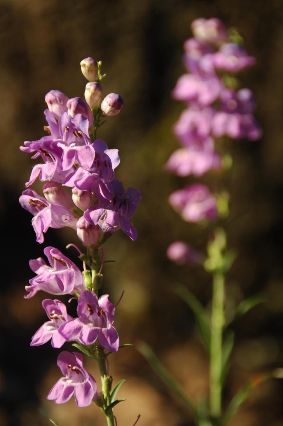 Free Image of Pink penstemon 