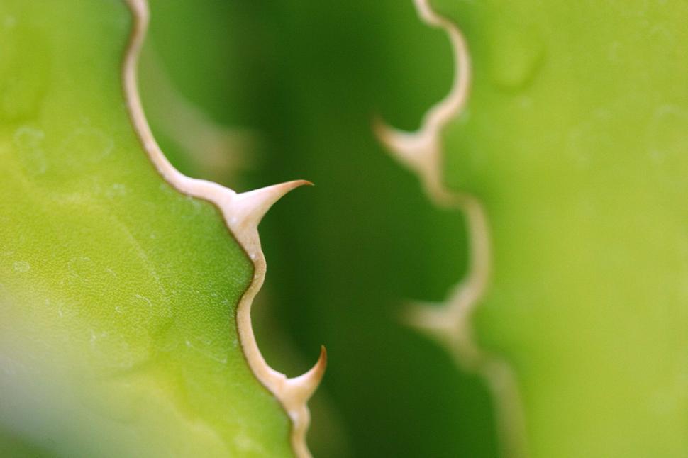 Free Image of Agave spines 