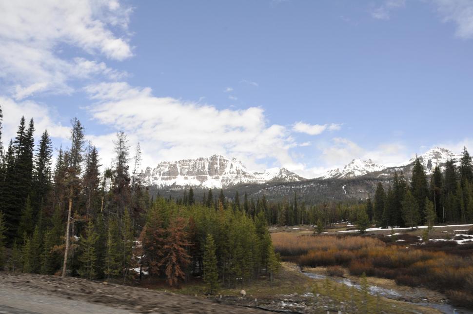 Free Image of Pine forest and snow capped mountains 