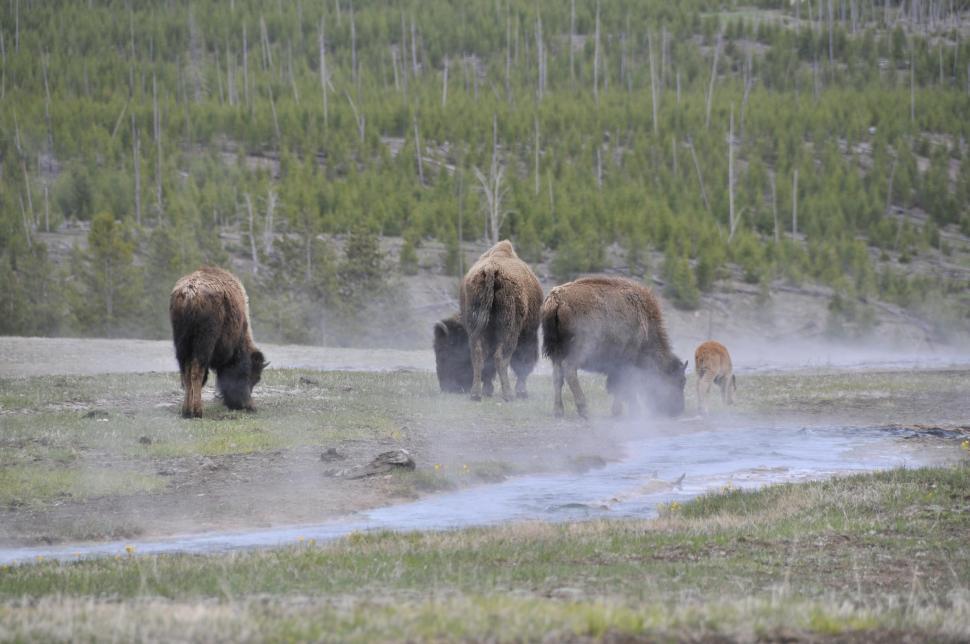 Free Image of Buffalo grazing 