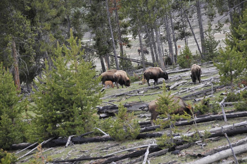 Free Image of Herd of Buffalo grazing 