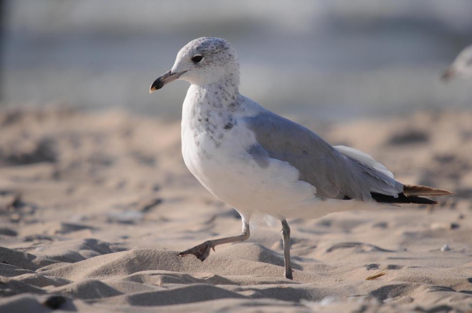 Free Image of Seagull 