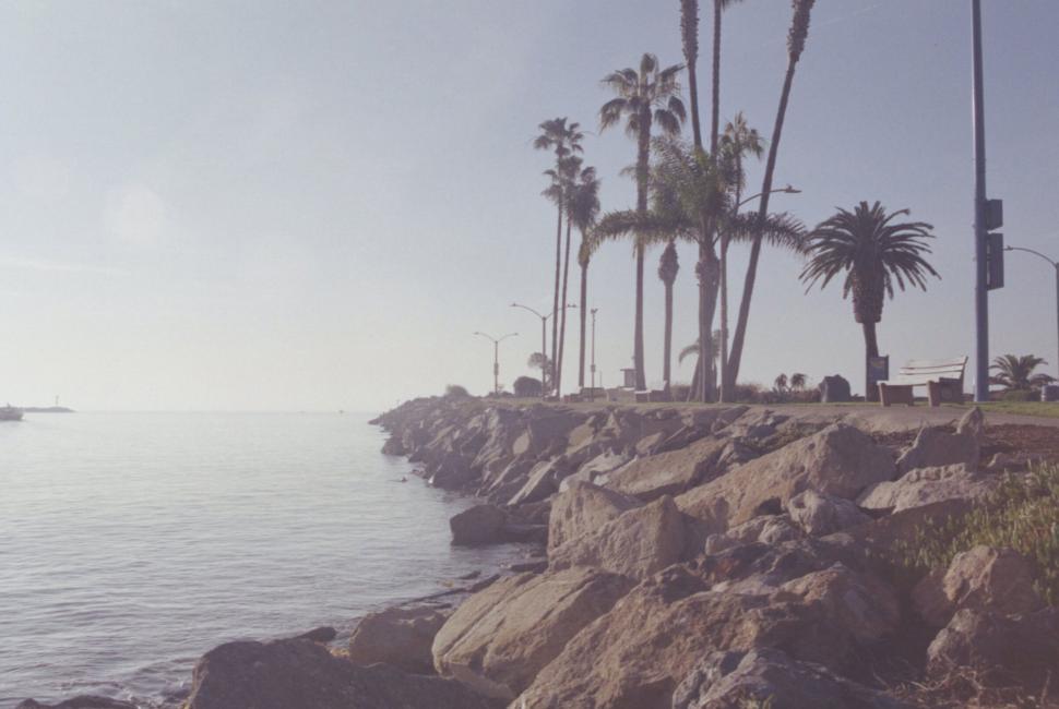 Free Image of Palm trees lining a coastal road 