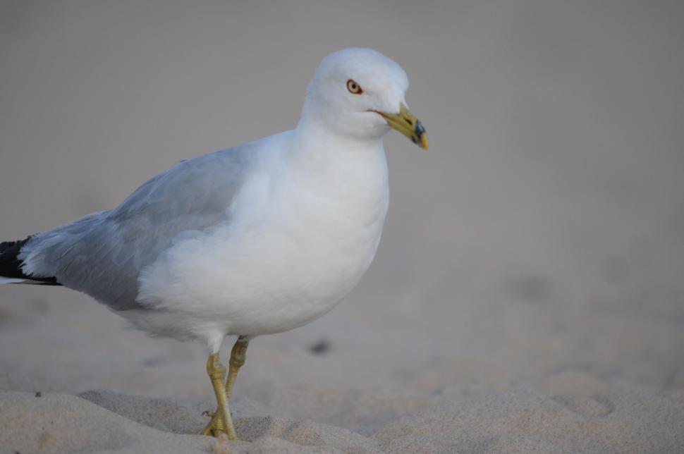 Free Image of Seagull 