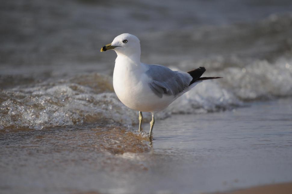 Free Image of Seagull 