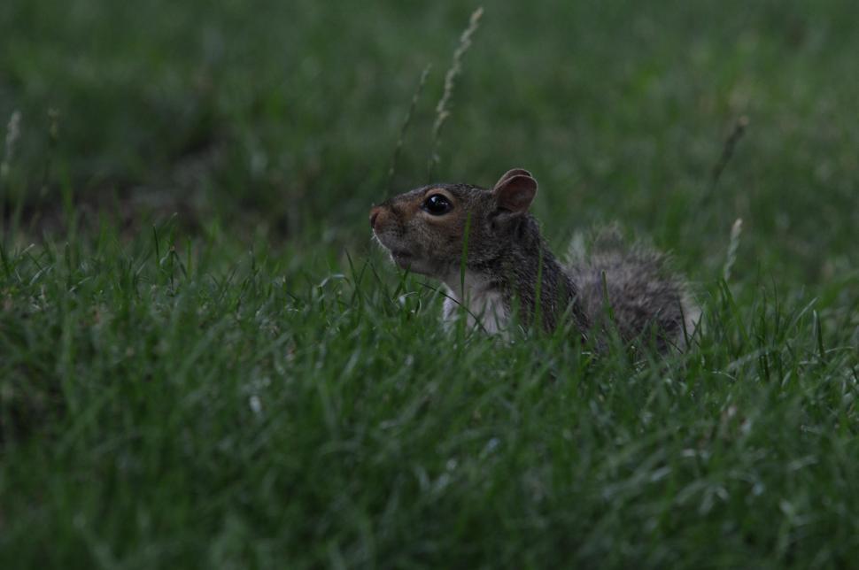 Free Image of Squirrel 