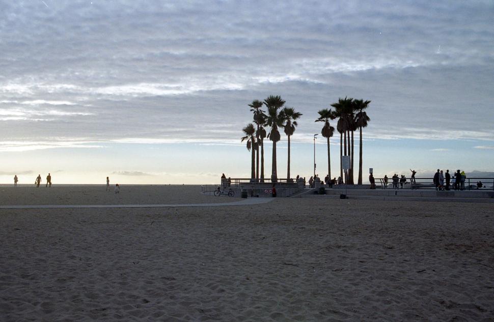 Free Image of Beach view with palm trees at sunset 