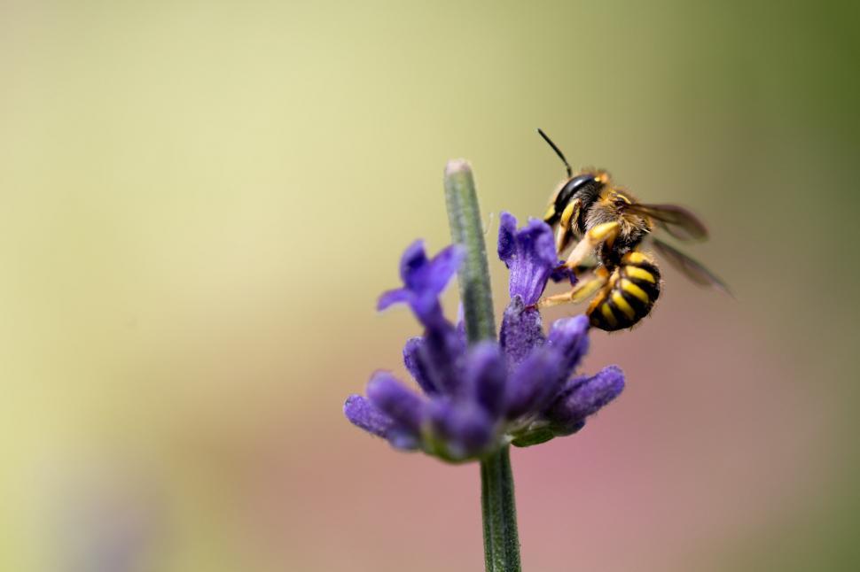 Free Image of Bee pollinating a lavender flower 