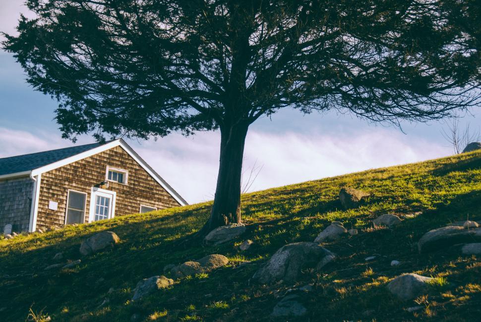 Free Image of Serene tree silhouette with rustic house 