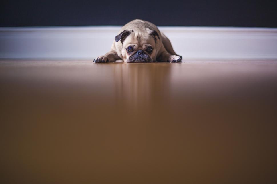 Free Image of Curious Dog Peeking Under the Door 