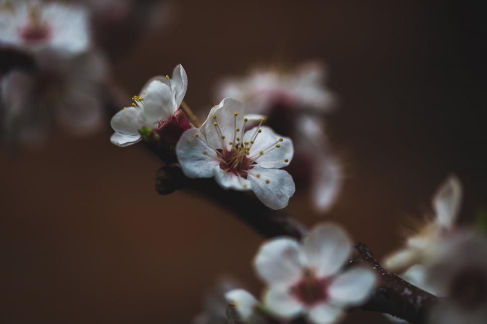 Free Image of Close-up of cherry blossoms in bloom 