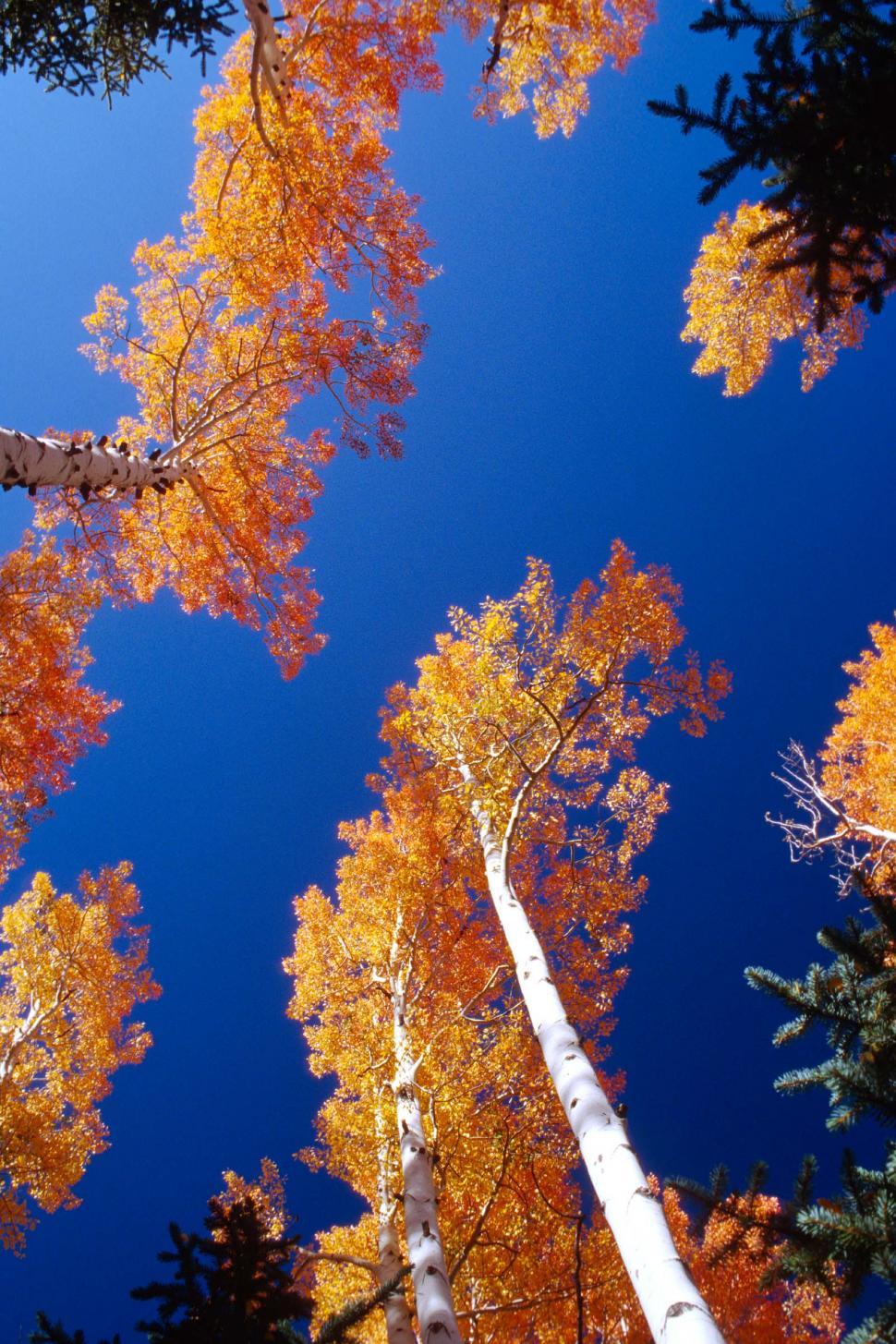 Free Image of Looking up at Aspen trees 