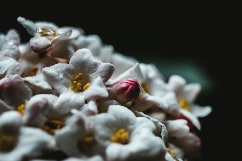 Free Image of Close-up of vibrant lilac flowers 