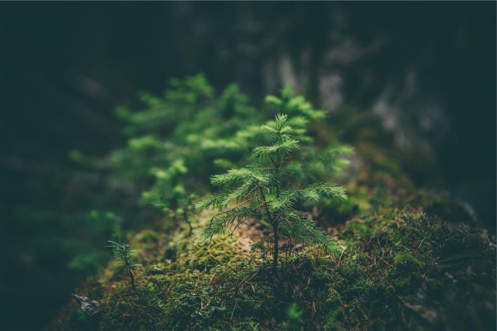 Free Image of Young tree growing on a moss-covered log 