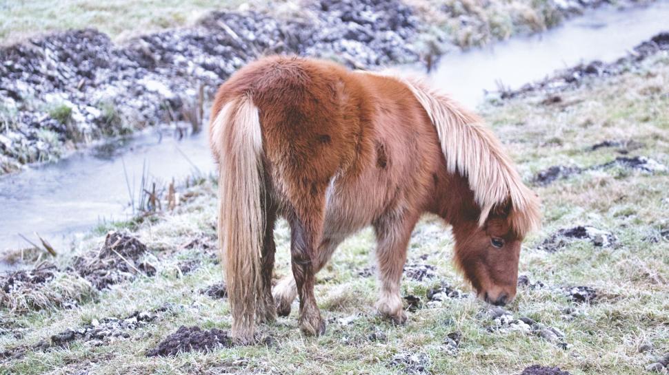 Free Image of Red pony grazing frosty winter grass 