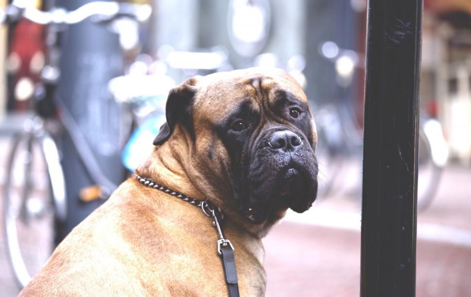 Free Image of Pensive dog looking at street scene 