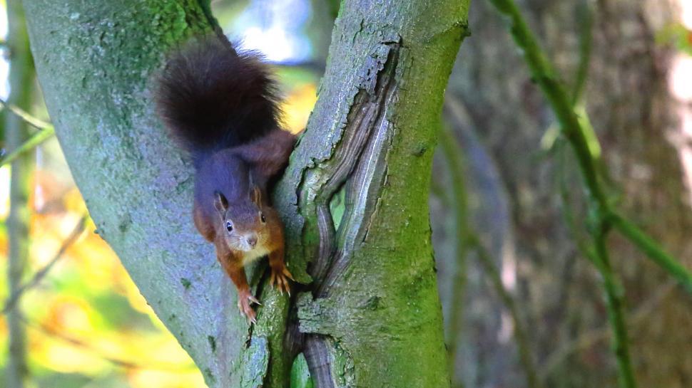 Free Image of Squirrel descending a green tree trunk 